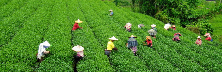 Happy Valley Tea Estate